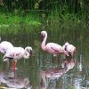 Arumeru River Lodge Flamingo3