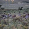 Ngorongoro Wildcamp 2
